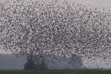 Spreeuw / Common Starling / Sturnus vulgaris