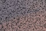 Spreeuw / Common Starling / Sturnus vulgaris