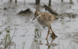Tureluur / Common Redshank / Tringa totanus
