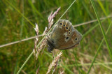 Veenhooibeestje / Coenonympha tullia