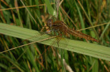 Vuurlibel / Crocothemis erythraea