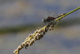 Gevlekte Witsnuitlibel / Leucorrhinia pectoralis