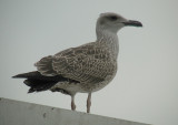 Geelpootmeeuw / Yellow-legged Gull / Larus michahellis