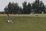 Geelpootmeeuw / Yellow-legged Gull / Larus michahellis