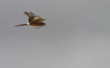 Grauwe Kiekendief / Montagus Harrier / Circus pygargus