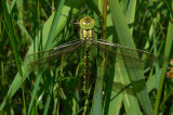 Groene Glazenmaker / Aeshna viridis