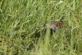 Kleinst Waterhoen / Baillons Crake / Zapornia pusilla