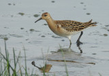 Kemphaan / Ruff / Philomachus pugnax