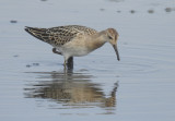 Kemphaan / Ruff / Philomachus pugnax