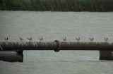 Lachstern / Gull-billed Tern / Gelochelidon nilotica