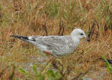 Stormmeeuw / Common Gull / Larus canus