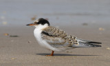 Visdief / Common Tern / Sterna hirundo