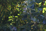 Bladkoning / Yellow-browed Warbler / Phylloscopus inornatus