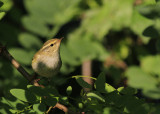 Bladkoning / Yellow-browed Warbler / Phylloscopus inornatus