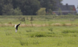 Witvleugelstern / White-winged Tern / Chlidonias leucopterus