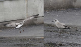 Pontische Meeuw / Caspian Gull / Larus cachinnans