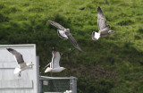 Pontische Meeuw / Caspian Gull / Larus cachinnans