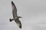 Pontische Meeuw / Caspian Gull / Larus cachinnans