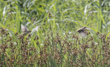 Waterrietzanger / Aquatic warbler / Acrocephalus paludicola