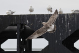 Pontische Meeuw / Caspian Gull / Larus cachinnans