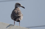 Pontische Meeuw / Caspian Gull / Larus cachinnans