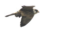 Roodpootvalk / Red-footed Falcon / Falco vespertinus