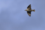 Spreeuw / Common Starling / Sturnus vulgaris