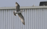 Hybride Zilvermeeuw x Pontische Meeuw / Caspian x Herring Gull / Larus argentatus x Larus cachinnans