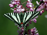 Zebra Swallowtail on Redbud