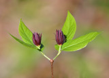 Sweet Spice or Sweet Shrub