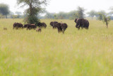 SAFARI006.jpg
