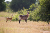 SAFARI008.jpg