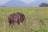 SAFARI024.jpg