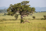 SAFARI046.jpg
