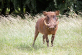 SAFARI068.jpg
