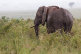 SAFARI083.jpg