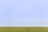 SAFARI112.jpg