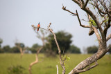 SAFARI119.jpg