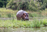SAFARI160.jpg