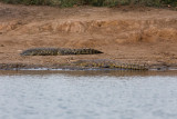 SAFARI249.jpg
