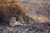 SAFARI302.jpg