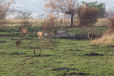 SAFARI317.jpg