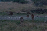 SAFARI331.jpg