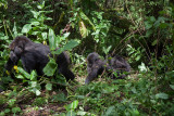 GORILLA009.jpg