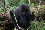 GORILLA023.jpg