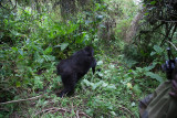 GORILLA028.jpg