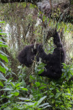 GORILLA032.jpg