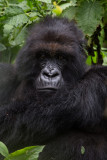 GORILLA048.jpg