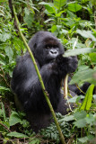 GORILLA050.jpg