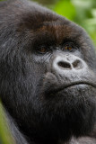 GORILLA051.jpg